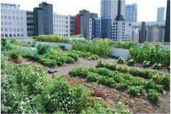 14 Food Roof for educational purposes Green Roof Pictures