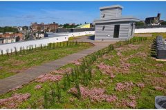 10 Green Roof Pictures