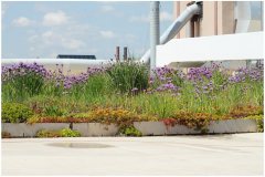 83 Sustainable Green Roofs