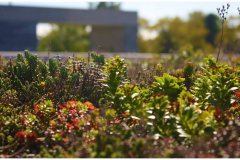 25 GreenRoofPlants