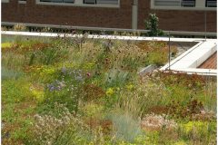 35 Diversity Green Roof Pictures