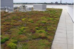 47  Green Roof Pictures