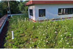 33 Honey Bees on Green Roof