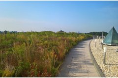 45 GreenRoof Technology Native plants