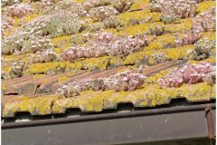 07 Natural Greenery on roof tiles