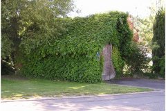 19 Natural Greenery