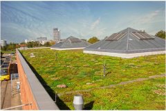 13 Green Roo fSolutions