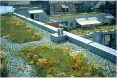 03 Green Roof Pictures