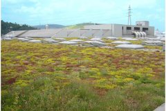 07 Green Roof Pictures