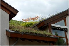 83 Green Roof Technology