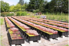 42 Green Roof Pictures