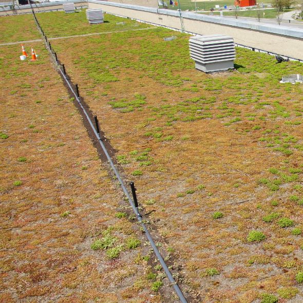 Why Irrigation on extensive Greenroofs