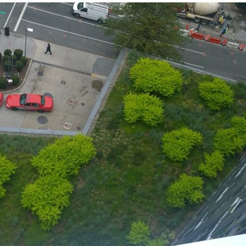 Semi Intensive Green Roofs all biodiversity and value
