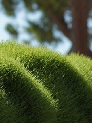 Grass on Green Roof