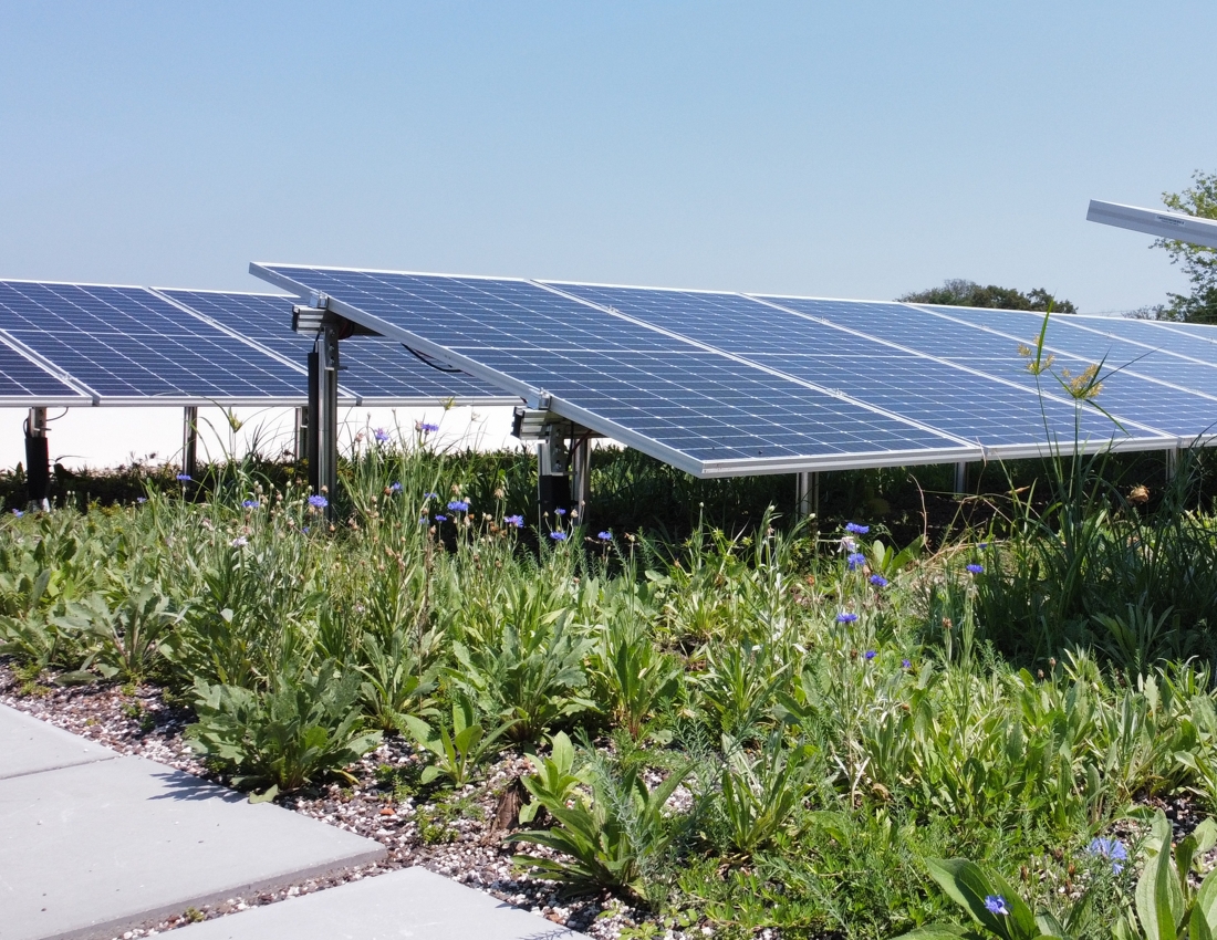 Solar Garden Roof 6 weeks after hydro seeding