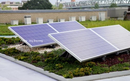 The First in North America