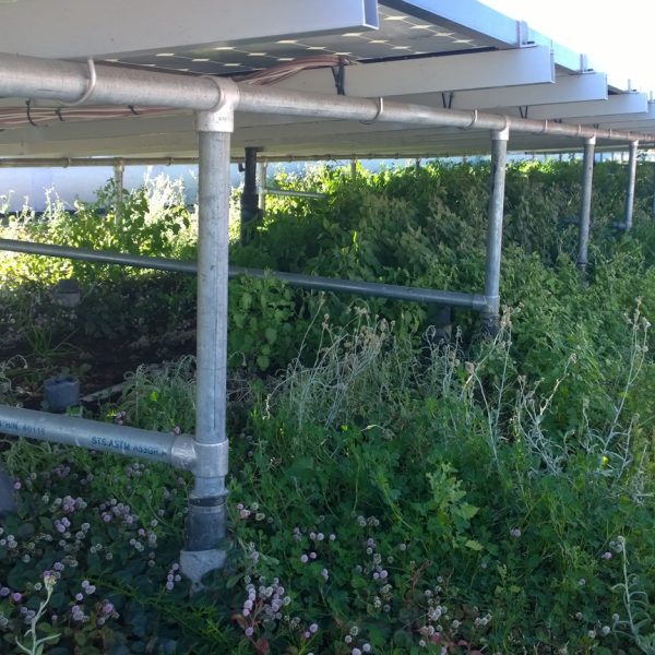 PV anchored in roof structure and far above recreational Green Roof (e.g.Agrisolar)